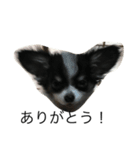 dog photo Chihuahua's sokun2（個別スタンプ：3）
