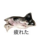 dog photo Chihuahua's sokun2（個別スタンプ：6）