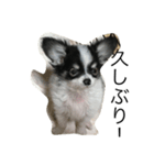 dog photo Chihuahua's sokun2（個別スタンプ：7）