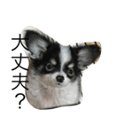 dog photo Chihuahua's sokun2（個別スタンプ：10）