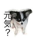 dog photo Chihuahua's sokun2（個別スタンプ：11）