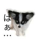 dog photo Chihuahua's sokun2（個別スタンプ：12）