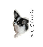 dog photo Chihuahua's sokun2（個別スタンプ：14）