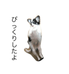 dog photo Chihuahua's sokun2（個別スタンプ：16）