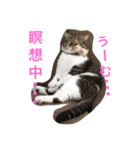 ぼく、大吉ニャン。（個別スタンプ：1）