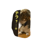 ぼく、大吉ニャン。（個別スタンプ：2）