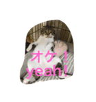 ぼく、大吉ニャン。（個別スタンプ：4）