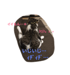 ぼく、大吉ニャン。（個別スタンプ：6）