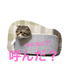 ぼく、大吉ニャン。（個別スタンプ：7）
