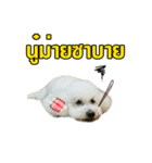 pea＆huay naughty dog（個別スタンプ：13）