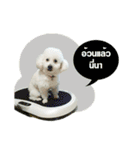 pea＆huay naughty dog（個別スタンプ：17）