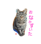 名前はらぶです。（個別スタンプ：7）
