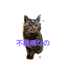 名前はらぶです。（個別スタンプ：16）