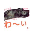名前はらぶです。（個別スタンプ：17）