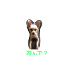 かわいいくるみちゃん（個別スタンプ：3）