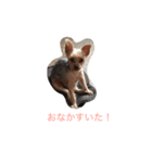かわいいくるみちゃん（個別スタンプ：4）