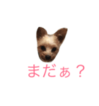 かわいいくるみちゃん（個別スタンプ：5）