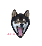猫3匹と犬2匹（個別スタンプ：1）