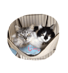 猫3匹と犬2匹（個別スタンプ：2）