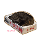 猫3匹と犬2匹（個別スタンプ：4）