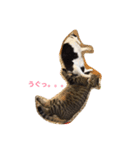 猫3匹と犬2匹（個別スタンプ：5）