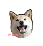 猫3匹と犬2匹（個別スタンプ：6）