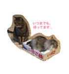 猫3匹と犬2匹（個別スタンプ：7）