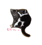 猫3匹と犬2匹（個別スタンプ：8）