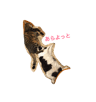猫3匹と犬2匹（個別スタンプ：9）