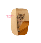 猫3匹と犬2匹（個別スタンプ：10）