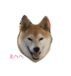 猫3匹と犬2匹（個別スタンプ：11）