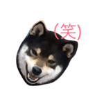猫3匹と犬2匹（個別スタンプ：13）