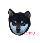 猫3匹と犬2匹（個別スタンプ：15）