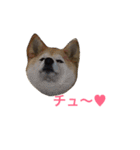猫3匹と犬2匹（個別スタンプ：16）