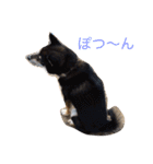 猫3匹と犬2匹（個別スタンプ：17）