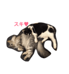 猫3匹と犬2匹（個別スタンプ：18）