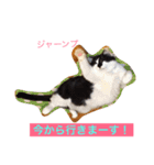 猫3匹と犬2匹（個別スタンプ：19）