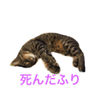 猫3匹と犬2匹（個別スタンプ：22）