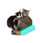 猫3匹と犬2匹（個別スタンプ：24）