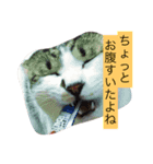 ゆる猫の、ゆるーいスタンプ（個別スタンプ：1）
