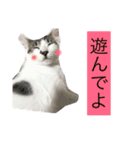 ゆる猫の、ゆるーいスタンプ（個別スタンプ：5）