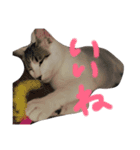 ゆる猫の、ゆるーいスタンプ（個別スタンプ：7）
