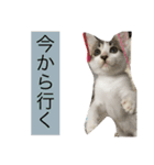 ゆる猫の、ゆるーいスタンプ（個別スタンプ：10）
