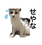ゆる猫の、ゆるーいスタンプ（個別スタンプ：12）