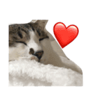 ゆる猫の、ゆるーいスタンプ（個別スタンプ：13）
