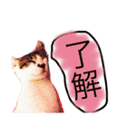 ゆる猫の、ゆるーいスタンプ（個別スタンプ：14）