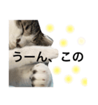 ゆる猫の、ゆるーいスタンプ（個別スタンプ：16）