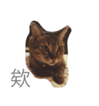 yong life（個別スタンプ：3）