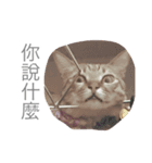 yong life（個別スタンプ：15）