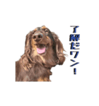 ☆友人の動物達☆（個別スタンプ：1）